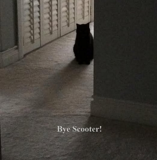 Happy client cat seeing North York cat sitter leave